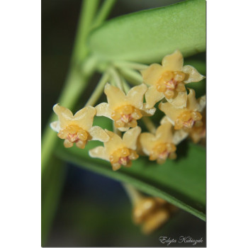 Hoya pandurata sklep z kwiatami hoya