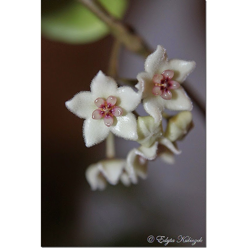 Hoya oblongacutifolia sklep z kwiatami hoya