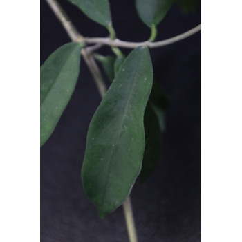 Hoya oblongacutifolia sklep z kwiatami hoya