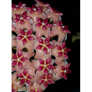 Hoya 'Sissy' sklep z kwiatami hoya