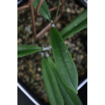Hoya rigidifolia sklep z kwiatami hoya