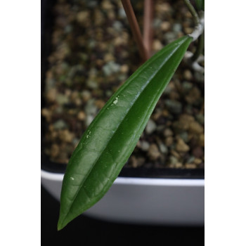 Hoya rigidifolia sklep z kwiatami hoya