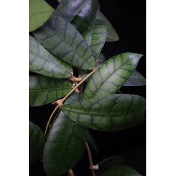 Hoya callistophylla Aleya sklep internetowy