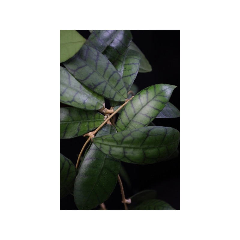 Hoya callistophylla Aleya sklep z kwiatami hoya