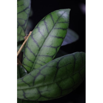 Hoya callistophylla Aleya sklep z kwiatami hoya