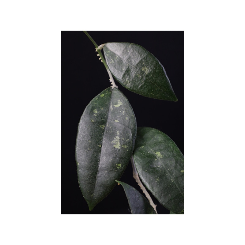 Hoya finlaysonii PANGGHA sklep z kwiatami hoya