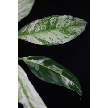 Spathiphyllum Picasso Peace Lily  ( tricolor leaves ) store with hoya flowers