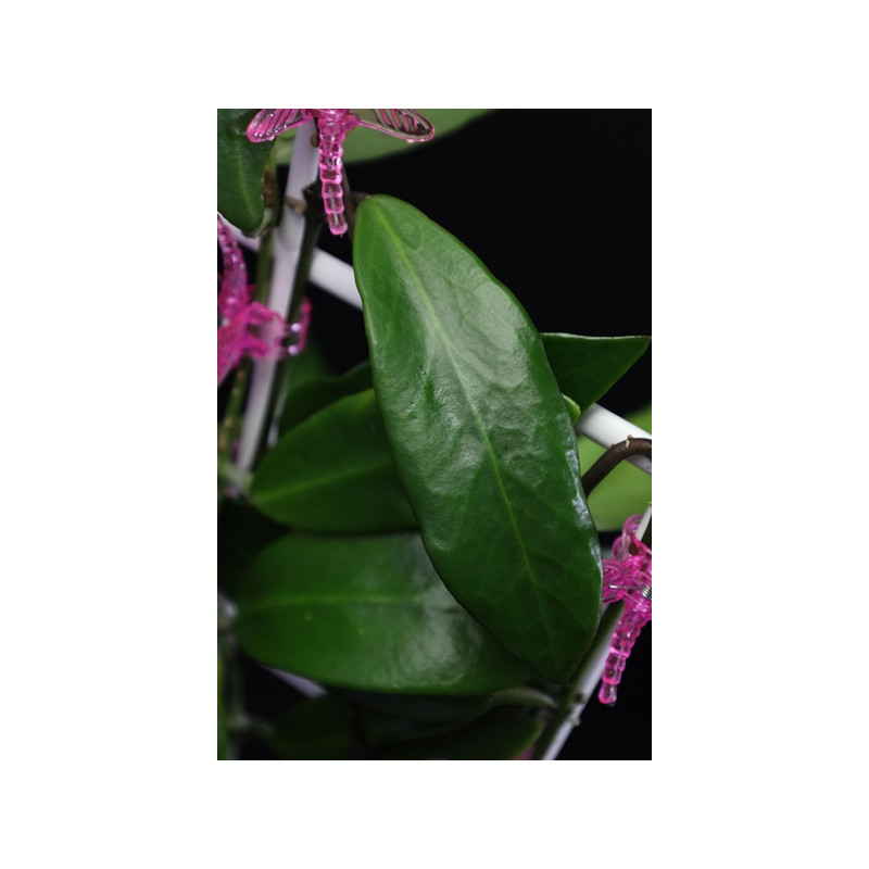 Hoya pubifera sklep z kwiatami hoya