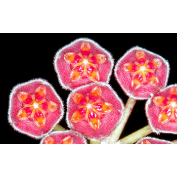 Hoya pubifera sklep z kwiatami hoya