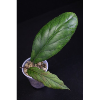 Hoya vitellinoides (Miral) - ukorzeniona sklep internetowy