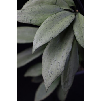 Hoya nicholsoniae 'New Guinea Ghost' (NS16-006) sklep z kwiatami hoya