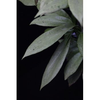 Hoya nicholsoniae 'New Guinea Ghost' (NS16-006) sklep z kwiatami hoya