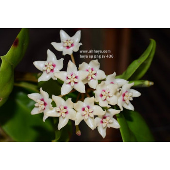 Hoya sp. PNG SV 436 store with hoya flowers