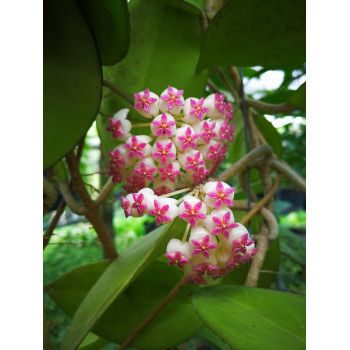 Hoya seeds 023 ( icensis ) store with hoya flowers