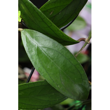 Hoya ranauensis sklep z kwiatami hoya