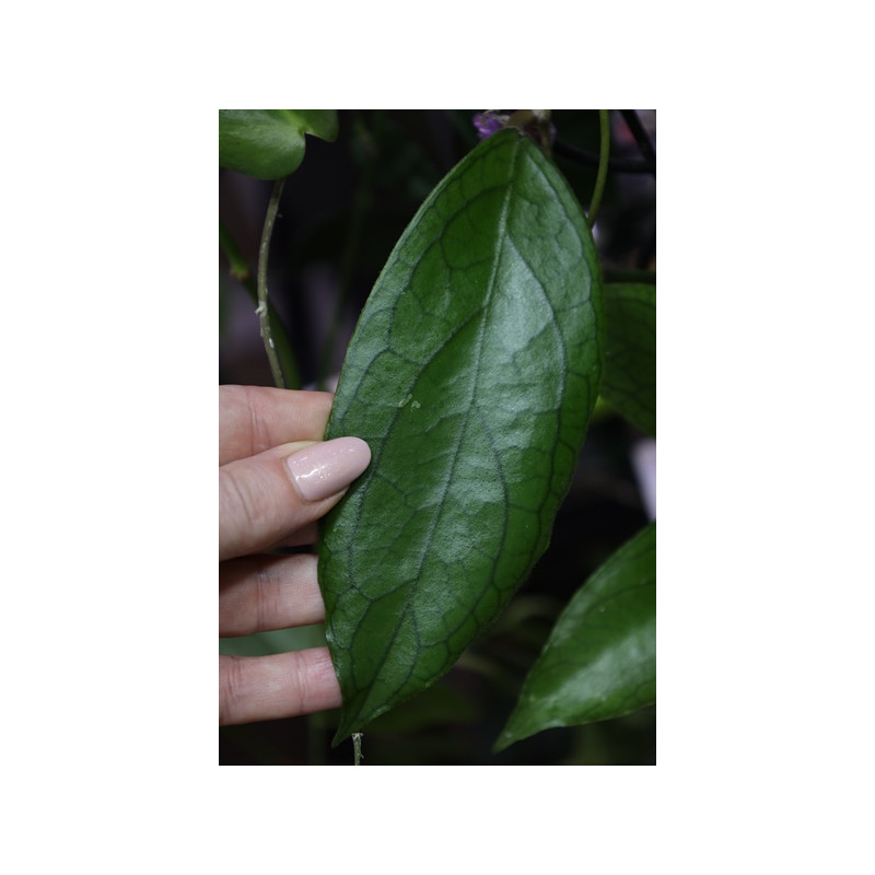 Hoya ranauensis sklep z kwiatami hoya
