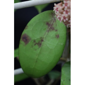 Hoya 'Butterfly' EK sklep z kwiatami hoya