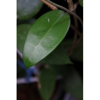 Hoya aff. parasitica GPS7198 sklep z kwiatami hoya