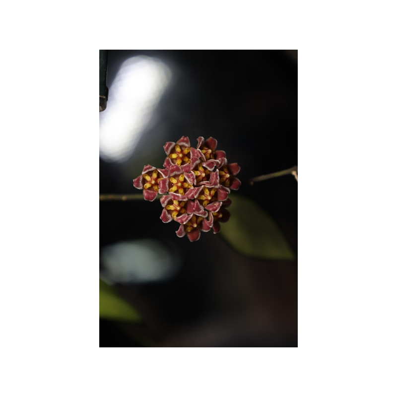 Hoya davidcummingii sklep z kwiatami hoya