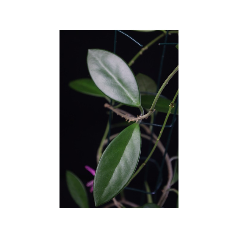 Hoya sp. India sklep z kwiatami hoya