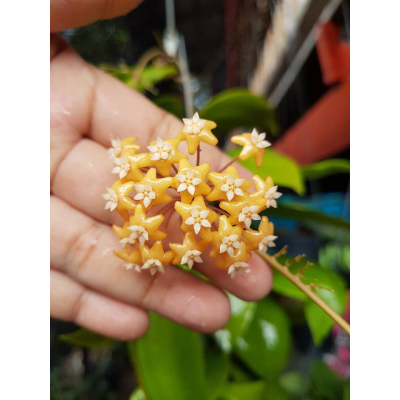 Hoya ilagiorum yellow sklep z kwiatami hoya