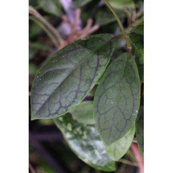 Hoya callistophylla from seeds - ukorzeniona sklep z kwiatami hoya