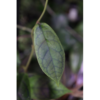 Hoya callistophylla from seeds - ukorzeniona sklep z kwiatami hoya