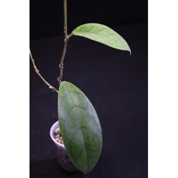 Hoya callistophylla from seeds - rooted internet store