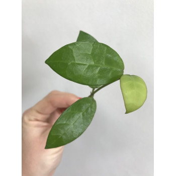 Hoya lacunosa big leaves EPC-103 sklep internetowy
