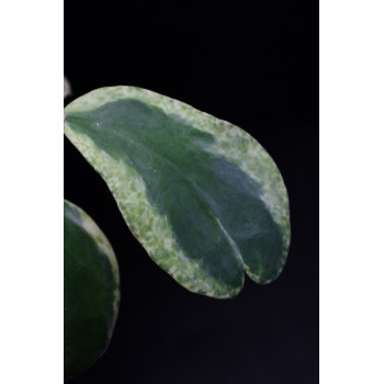 Hoya kerrii albomarginata spot margin sklep internetowy