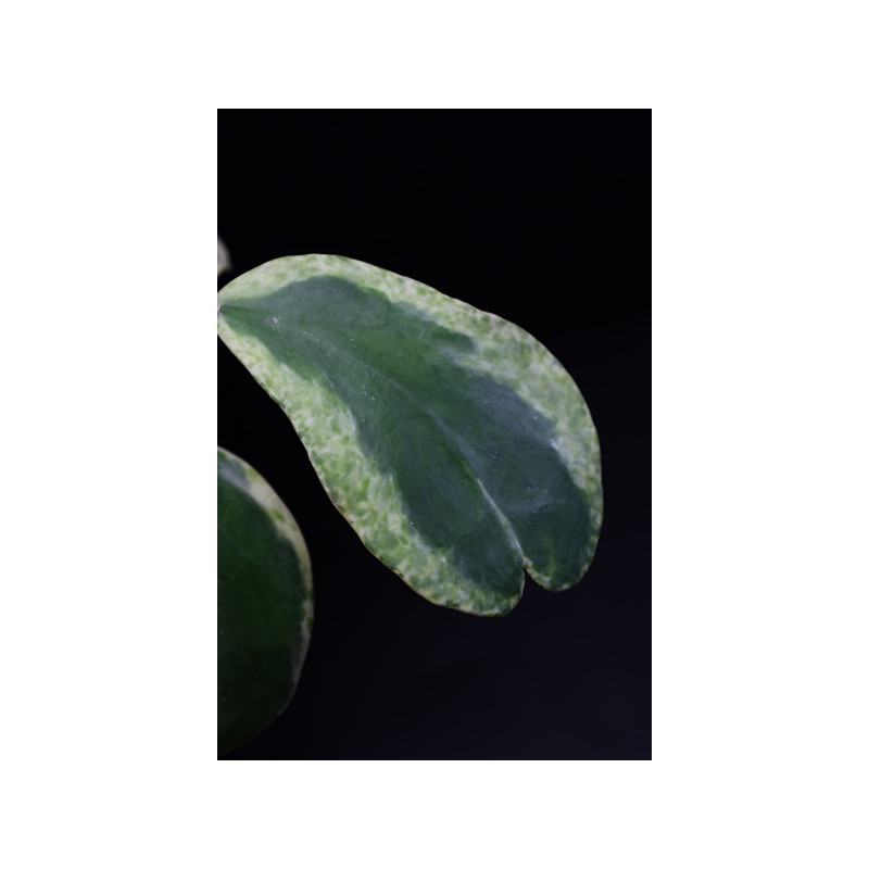 Hoya kerrii albomarginata spot margin sklep z kwiatami hoya