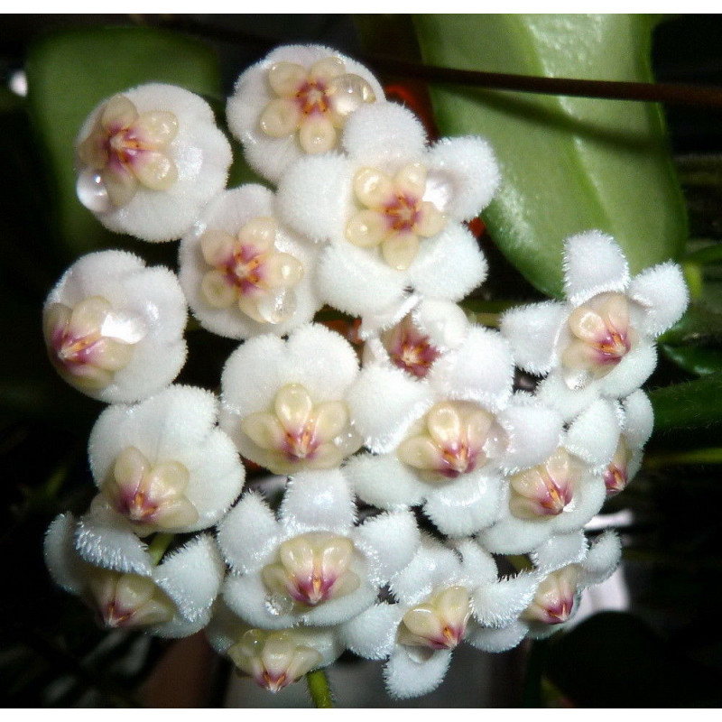 Hoya rotundiflora sklep z kwiatami hoya