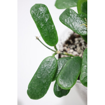 Hoya rotundiflora store with hoya flowers