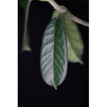 Hoya villosa spoon leaves internet store