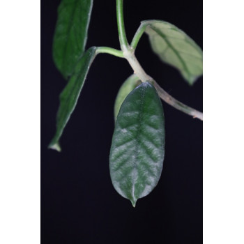 Hoya villosa spoon leaves sklep z kwiatami hoya