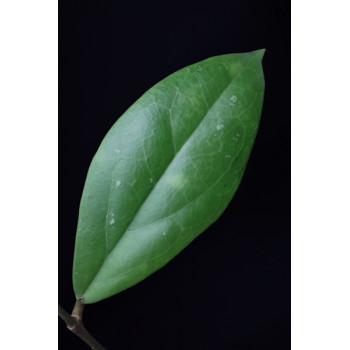 Hoya lambii long leaves internet store