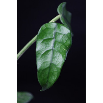Hoya villosa small leaves AH sklep internetowy