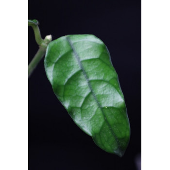Hoya villosa small leaves AH sklep z kwiatami hoya
