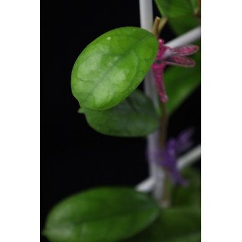 Hoya Viola mini leaves store with hoya flowers