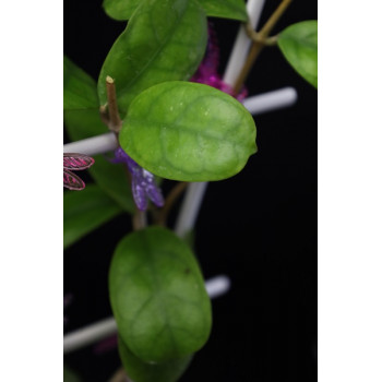 Hoya Viola mini leaves sklep z kwiatami hoya