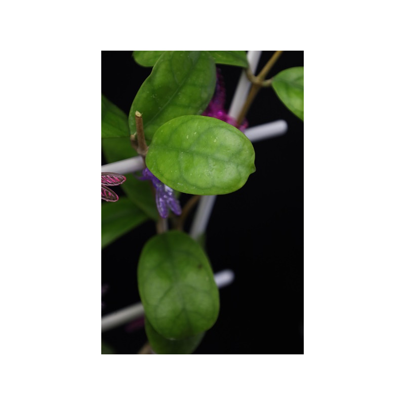 Hoya Viola mini leaves store with hoya flowers