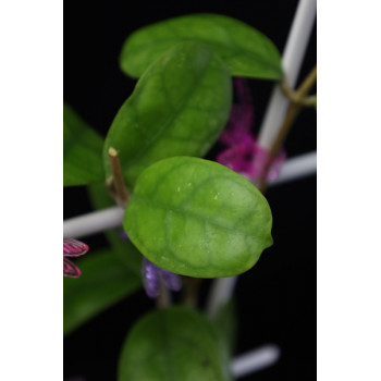 Hoya Viola mini leaves store with hoya flowers
