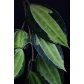 Hoya macrophylla 'Pot of Gold' internet store