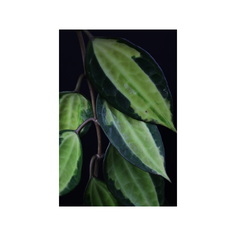 Hoya macrophylla 'Pot of Gold' sklep z kwiatami hoya
