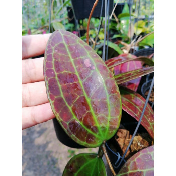 Hoya sp. IV from WMZ store with hoya flowers