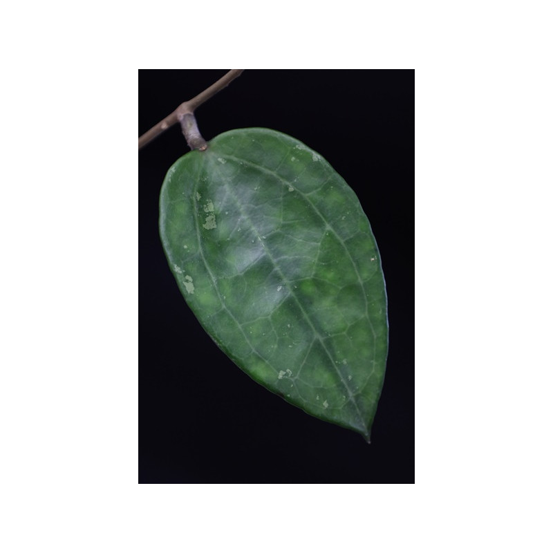 Hoya sp. IV from WMZ store with hoya flowers