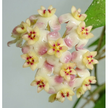 Hoya scortechinii PINK store with hoya flowers