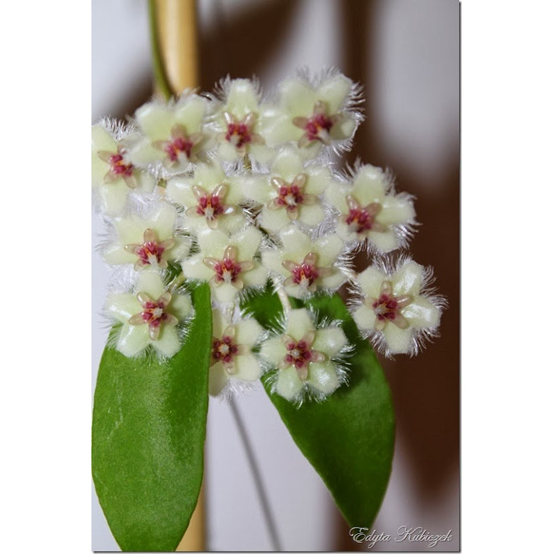 Hoya soidaoensis sklep z kwiatami hoya