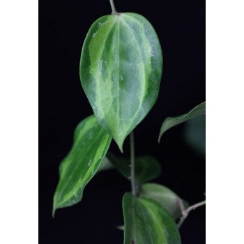 Hoya macrophylla 'Bai Bua' internet store