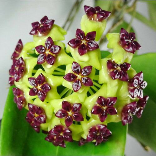 Hoya Cinnamomifolia Var Cinnamomifolia Hoyapassion